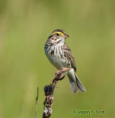 Bird ID Quiz Image