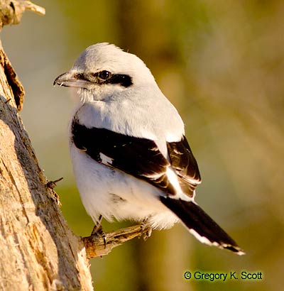 Bird ID Quiz Image