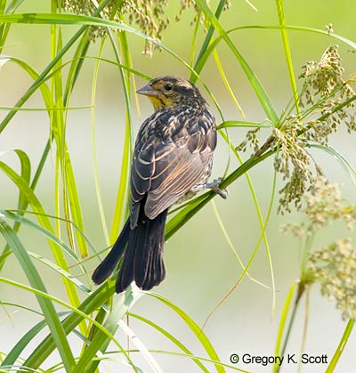 Bird ID Quiz Image