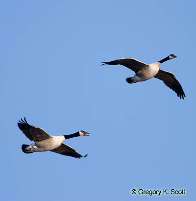 Bird ID Quiz Image