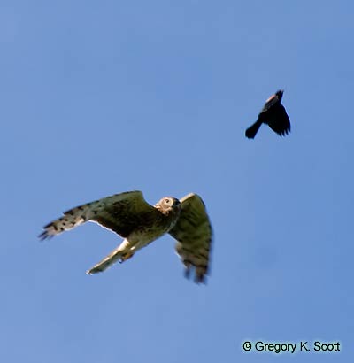 Bird ID Quiz Image