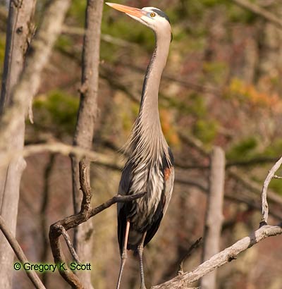 Bird ID Quiz Image