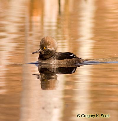 Bird ID Quiz Image