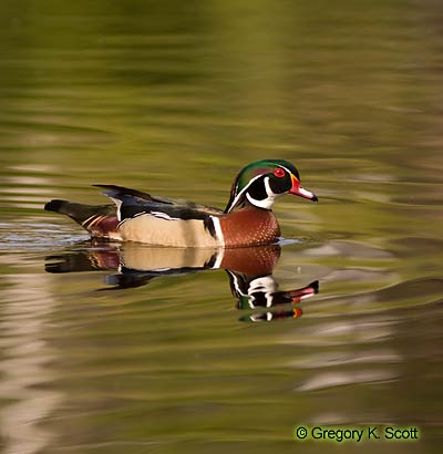 Bird ID Quiz Image