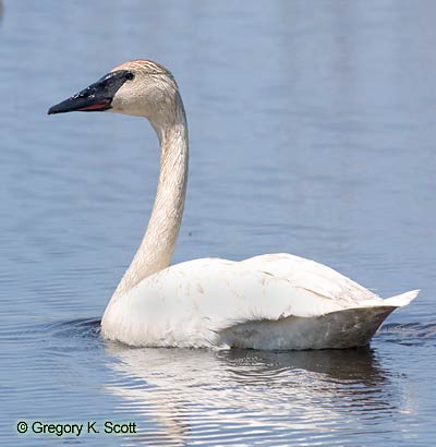 Bird ID Quiz Image