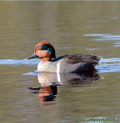 Bird ID Quiz Image