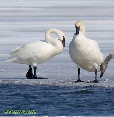 Bird ID Quiz Image