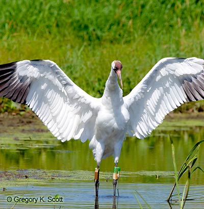 Bird ID Quiz Image