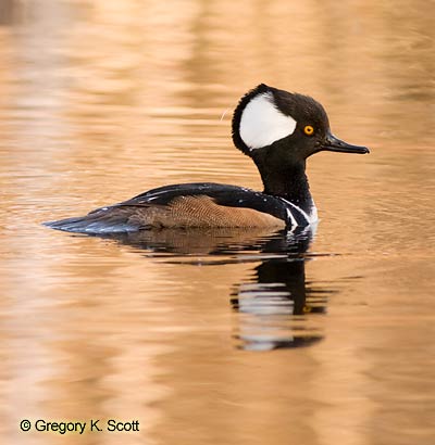 Bird ID Quiz Image