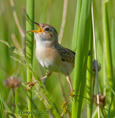 Bird ID Quiz Image