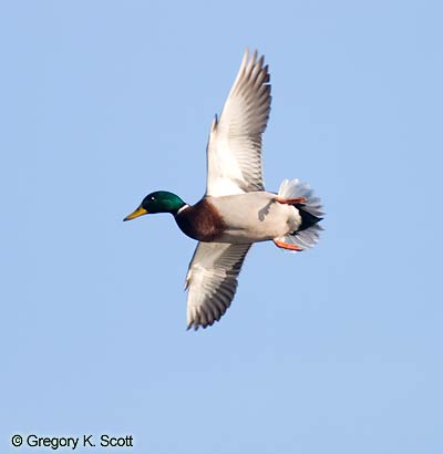 Bird ID Quiz Image