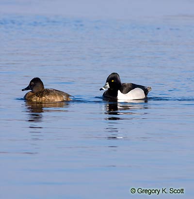 Bird ID Quiz Image