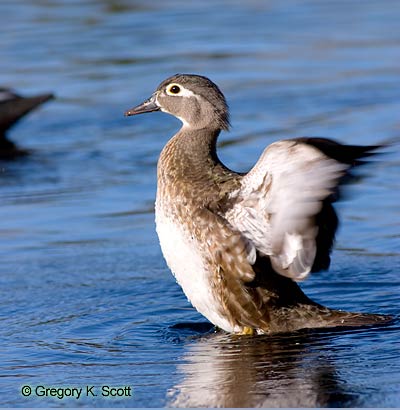 Bird ID Quiz Image