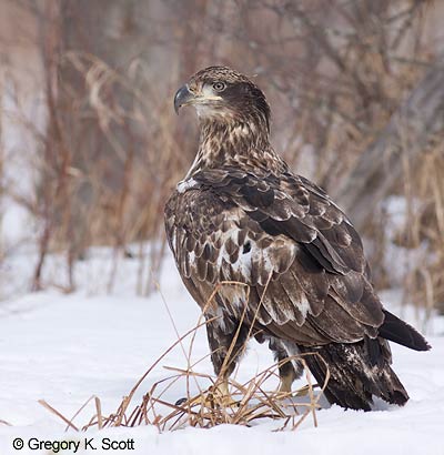 Bird ID Quiz Image