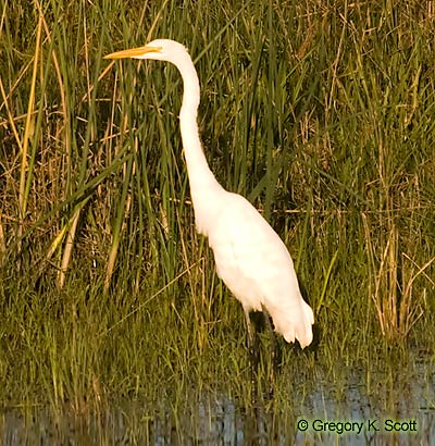 Bird ID Quiz Image