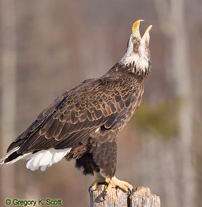 Bird ID Quiz Image