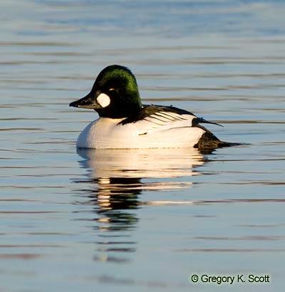 Bird ID Quiz Image